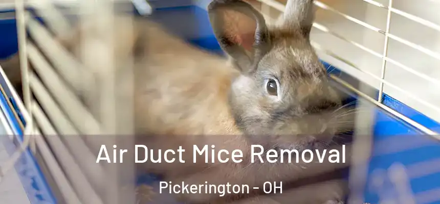  Air Duct Mice Removal Pickerington - OH